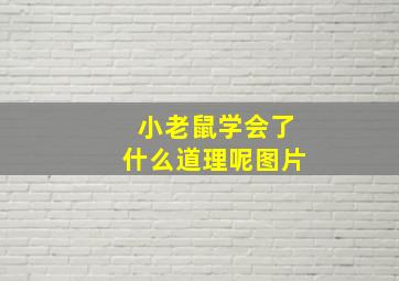 小老鼠学会了什么道理呢图片