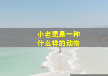 小老鼠是一种什么样的动物