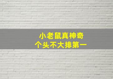 小老鼠真神奇个头不大排第一