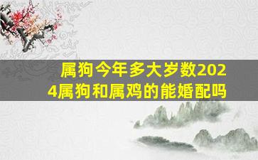 属狗今年多大岁数2024属狗和属鸡的能婚配吗