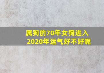 属狗的70年女狗进入2020年运气好不好呢