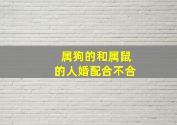 属狗的和属鼠的人婚配合不合