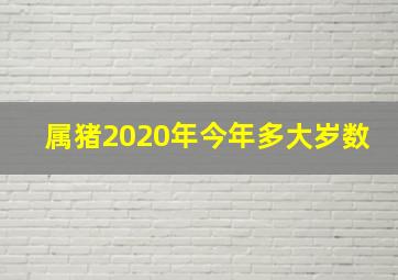 属猪2020年今年多大岁数