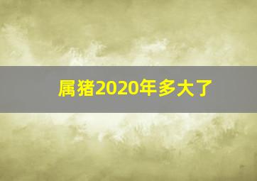 属猪2020年多大了