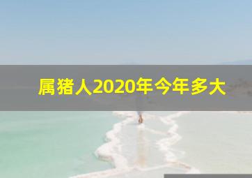 属猪人2020年今年多大