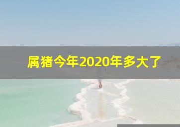 属猪今年2020年多大了