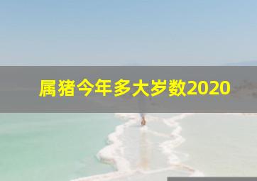 属猪今年多大岁数2020