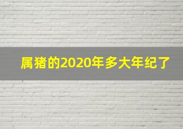 属猪的2020年多大年纪了