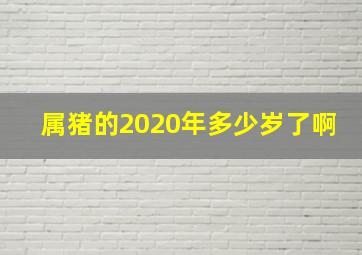 属猪的2020年多少岁了啊