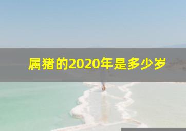 属猪的2020年是多少岁