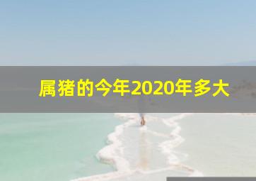 属猪的今年2020年多大