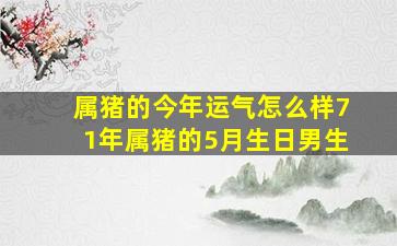 属猪的今年运气怎么样71年属猪的5月生日男生