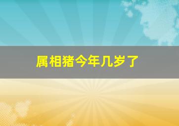 属相猪今年几岁了