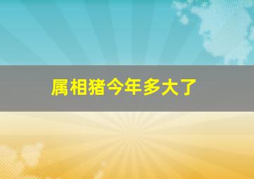 属相猪今年多大了