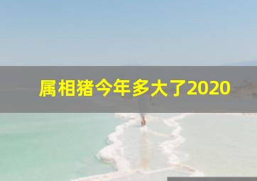 属相猪今年多大了2020