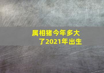 属相猪今年多大了2021年出生