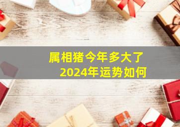 属相猪今年多大了2024年运势如何