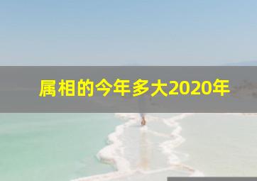 属相的今年多大2020年