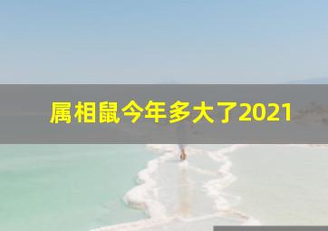 属相鼠今年多大了2021