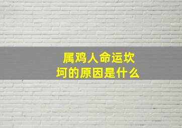 属鸡人命运坎坷的原因是什么