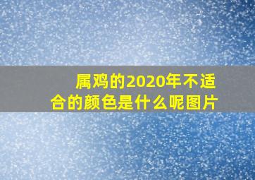 属鸡的2020年不适合的颜色是什么呢图片