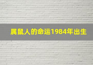 属鼠人的命运1984年出生