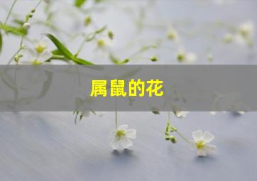 属鼠的花