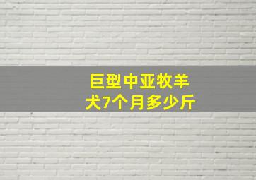 巨型中亚牧羊犬7个月多少斤