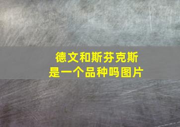 德文和斯芬克斯是一个品种吗图片