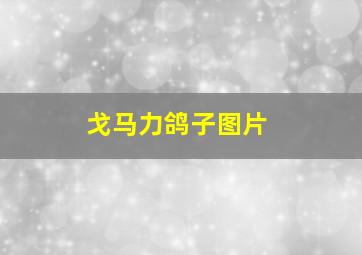 戈马力鸽子图片