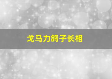 戈马力鸽子长相