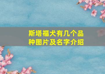 斯塔福犬有几个品种图片及名字介绍