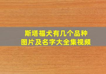 斯塔福犬有几个品种图片及名字大全集视频