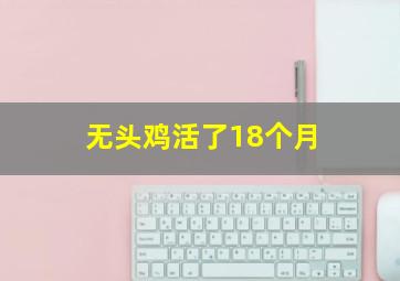 无头鸡活了18个月