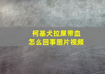 柯基犬拉屎带血怎么回事图片视频