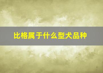 比格属于什么型犬品种