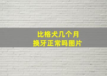 比格犬几个月换牙正常吗图片