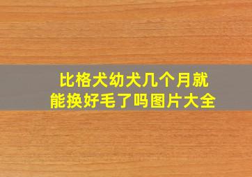 比格犬幼犬几个月就能换好毛了吗图片大全