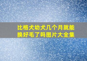 比格犬幼犬几个月就能换好毛了吗图片大全集