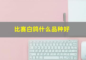 比赛白鸽什么品种好