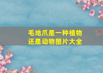 毛地爪是一种植物还是动物图片大全