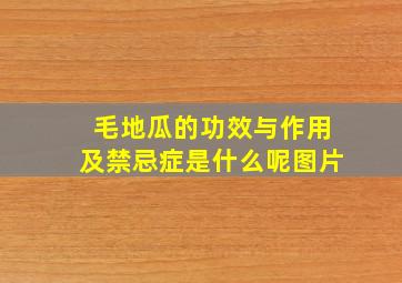 毛地瓜的功效与作用及禁忌症是什么呢图片