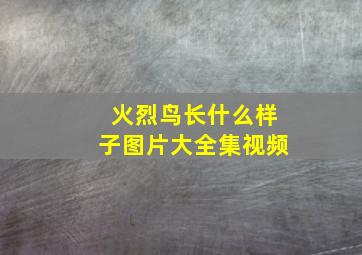 火烈鸟长什么样子图片大全集视频