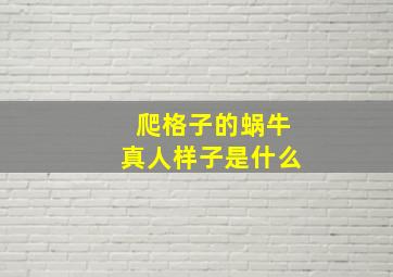 爬格子的蜗牛真人样子是什么