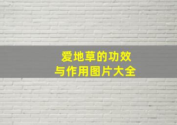 爱地草的功效与作用图片大全