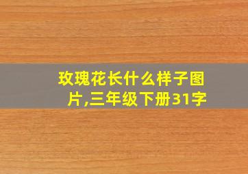 玫瑰花长什么样子图片,三年级下册31字