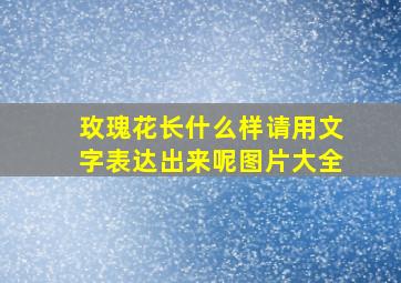 玫瑰花长什么样请用文字表达出来呢图片大全