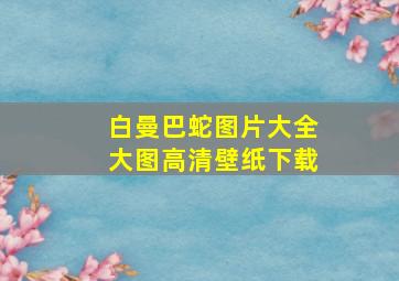 白曼巴蛇图片大全大图高清壁纸下载