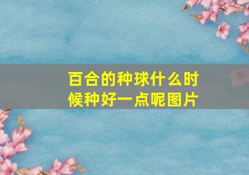 百合的种球什么时候种好一点呢图片