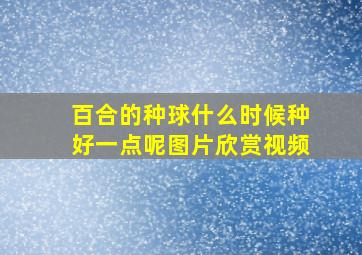 百合的种球什么时候种好一点呢图片欣赏视频